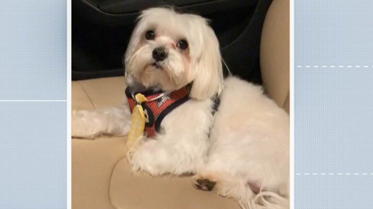 CPI quer ouvir dono de pet sobre a morte do cãozinho Ted