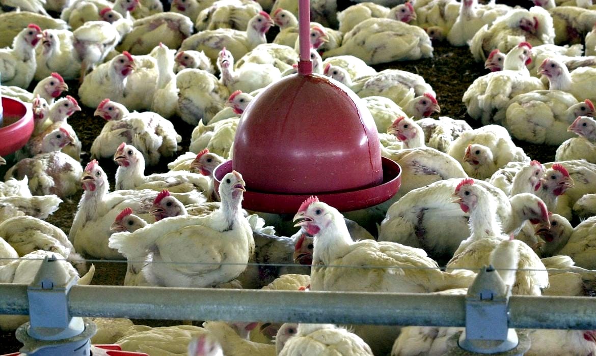 Exportações brasileira de carne de aves e seus produtos foi suspensa para 44 países